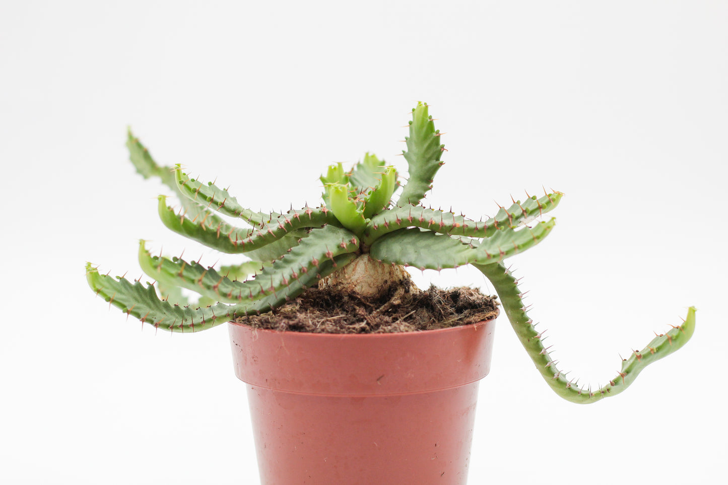 Euphorbia Stellata caudex