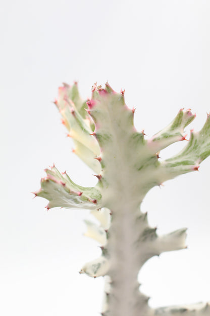 Euphorbia Lactea white Ghost