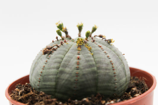 Euphorbia Obesa