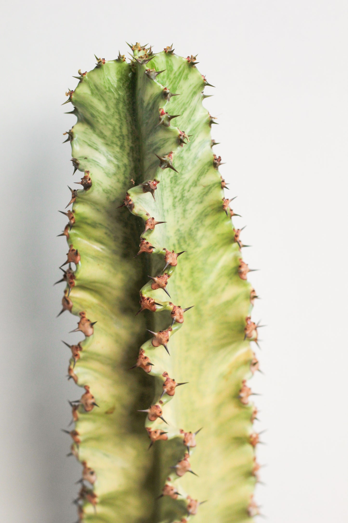 Euphorbia erythraeae variegata