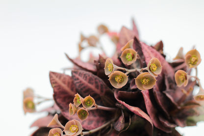 Euphorbia francoisii