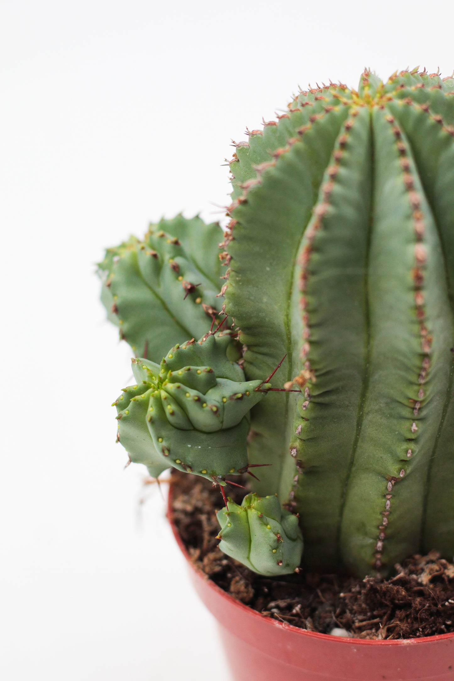 Euphorbia fruticosa inermis