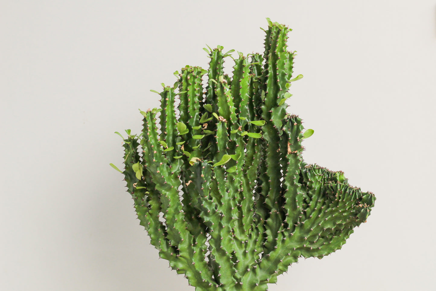 Euphorbia ingens cristaat