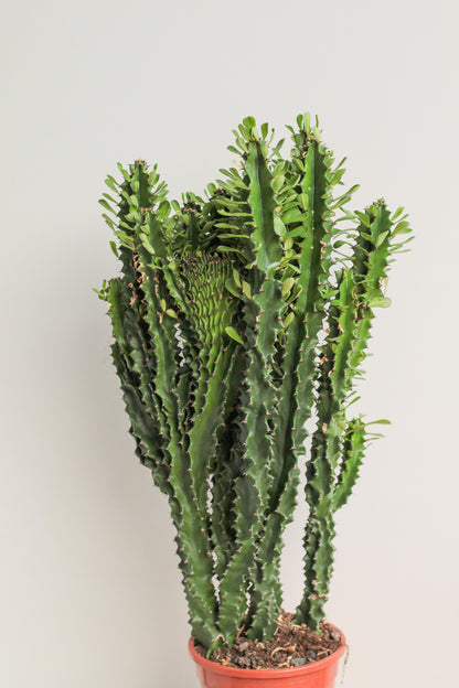 Euphorbia ingens cristaat