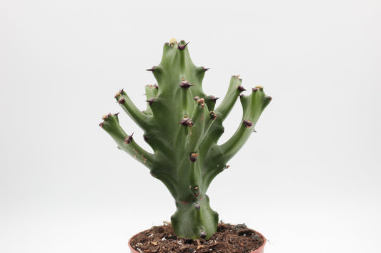 Euphorbia mayurnathanii