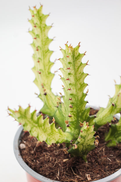 Euphorbia mayurnathanii variagata