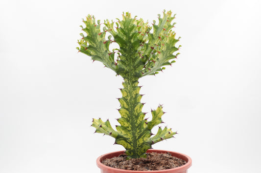 Euphorbia mayurnathanii variagata groot