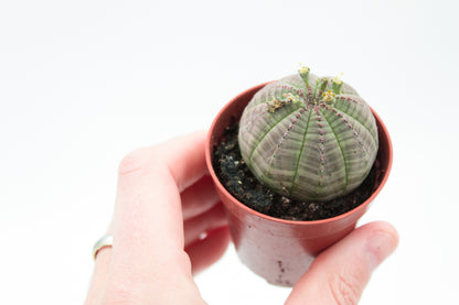 Euphorbia Obesa