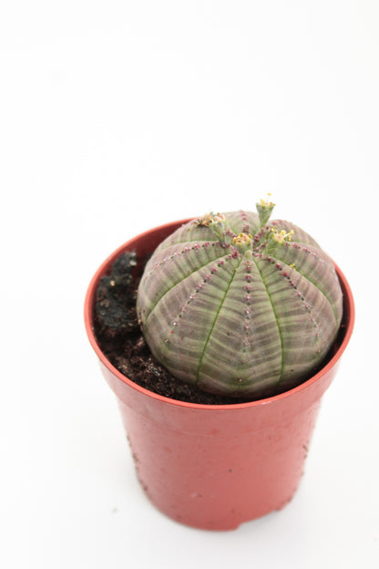 Euphorbia Obesa