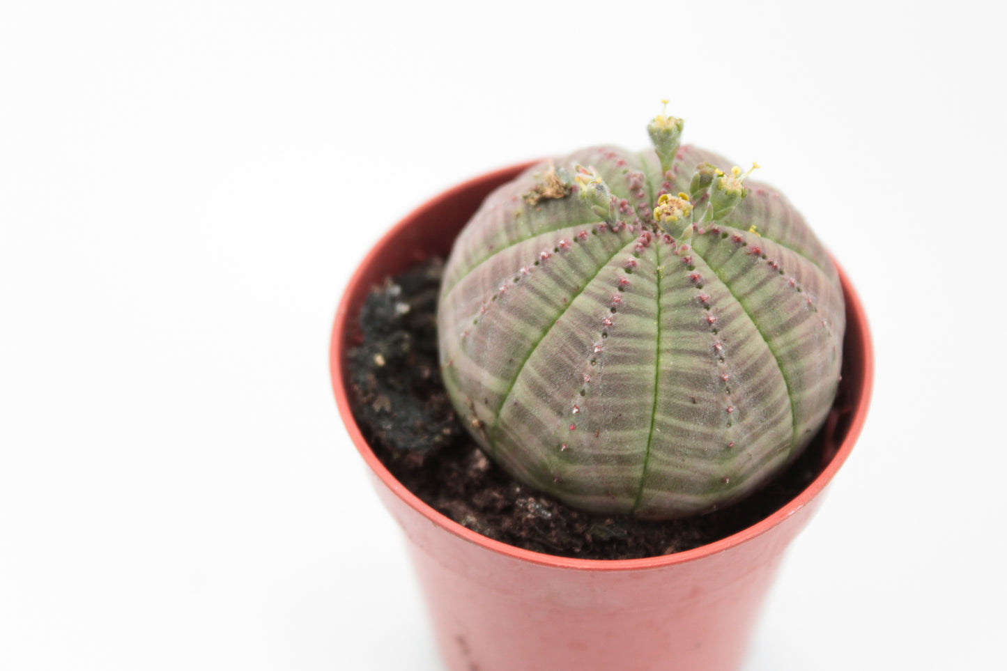 Euphorbia Obesa