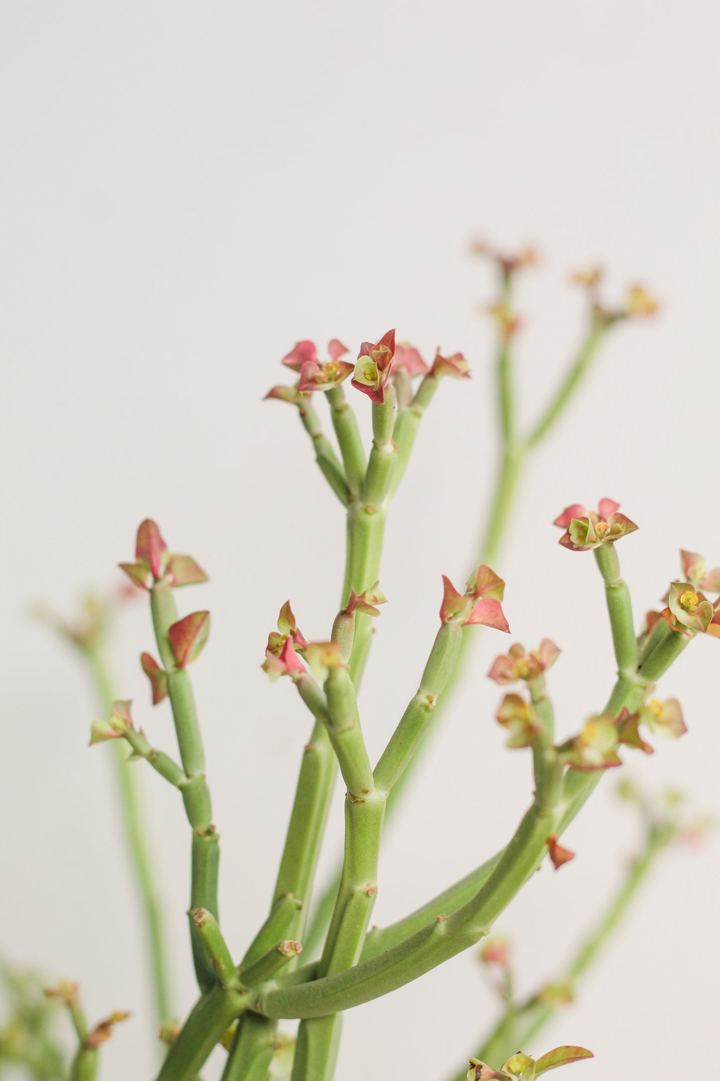 Euphorbia pteroneura groot