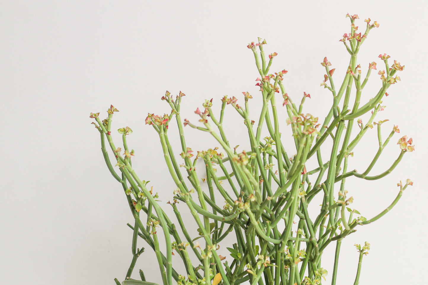 Euphorbia pteroneura groot