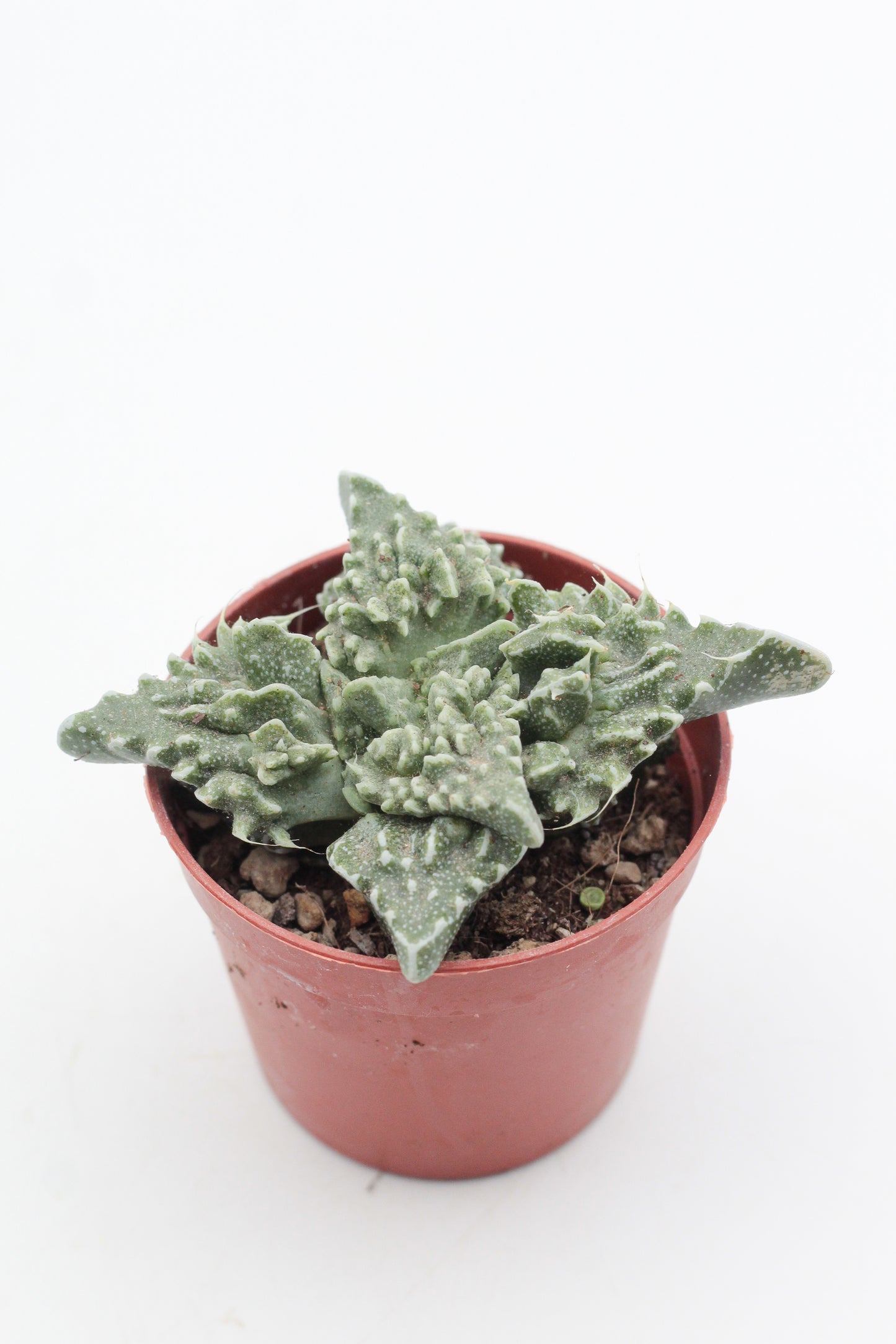 Faucaria tuberculosa f. monstruosa