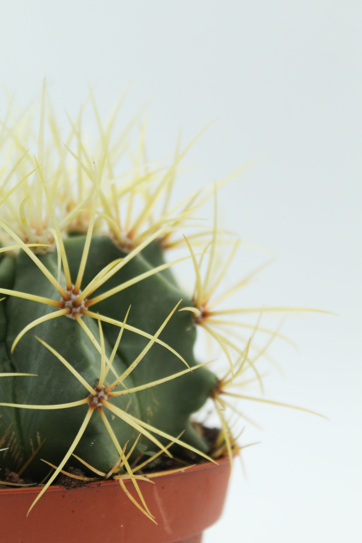 Ferocactus glaucescens