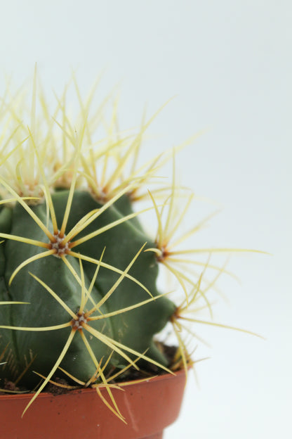 Ferocactus glaucescens