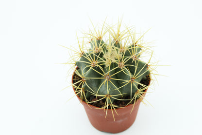 Ferocactus glaucescens