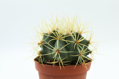 Ferocactus glaucescens