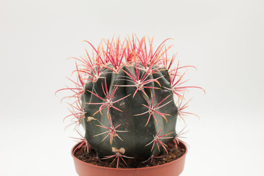 Ferocactus gracilis