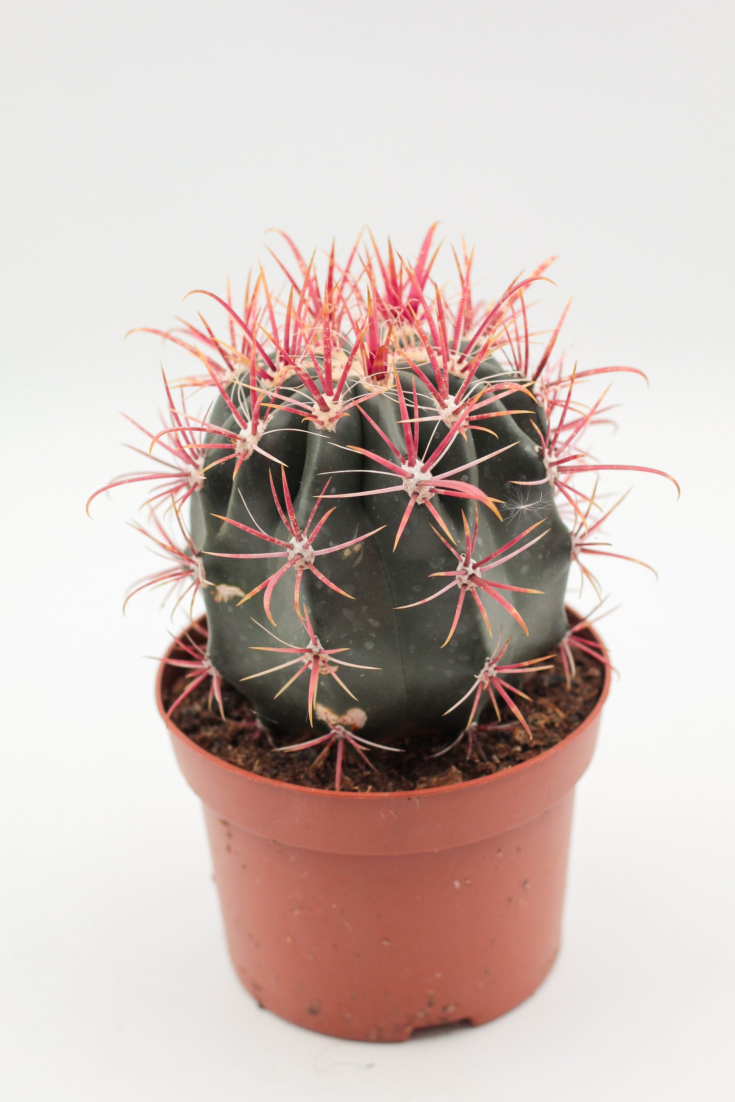 Ferocactus gracilis