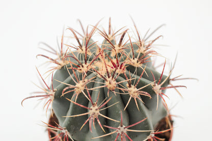 Ferocactus peninsulae