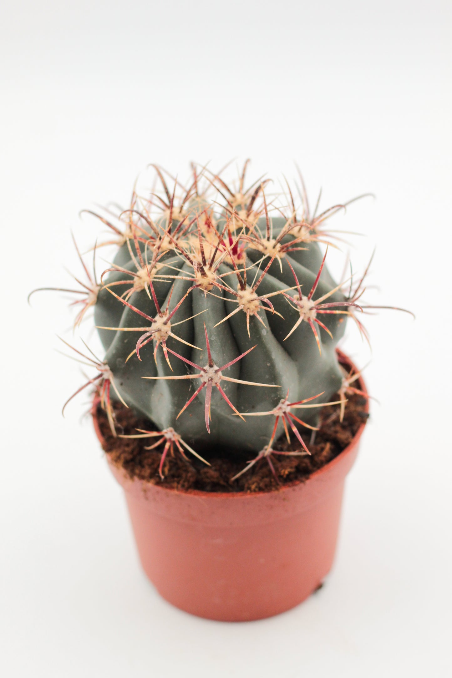 Ferocactus peninsulae