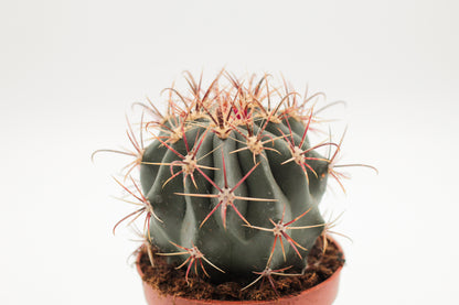 Ferocactus peninsulae