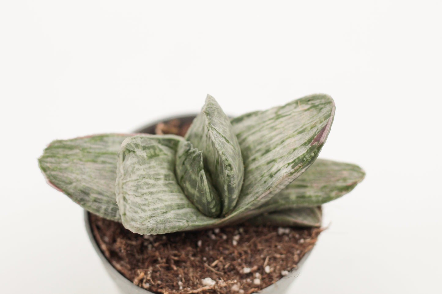 Gasteria CV Sakura Fuij white variegata