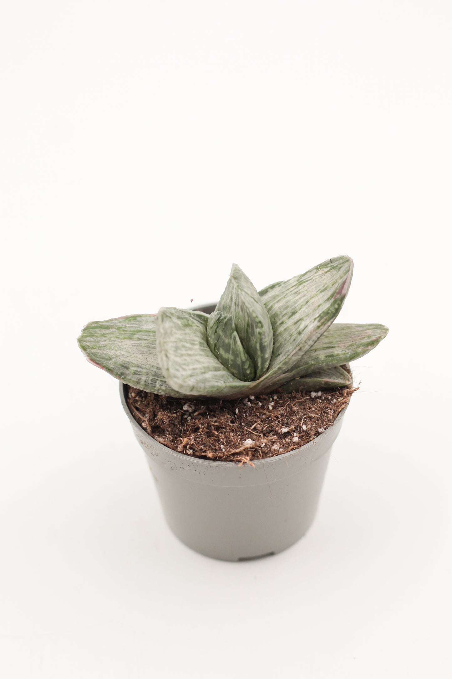 Gasteria CV Sakura Fuij white variegata