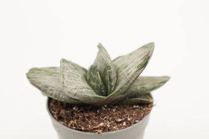 Gasteria CV Sakura Fuij white variegata