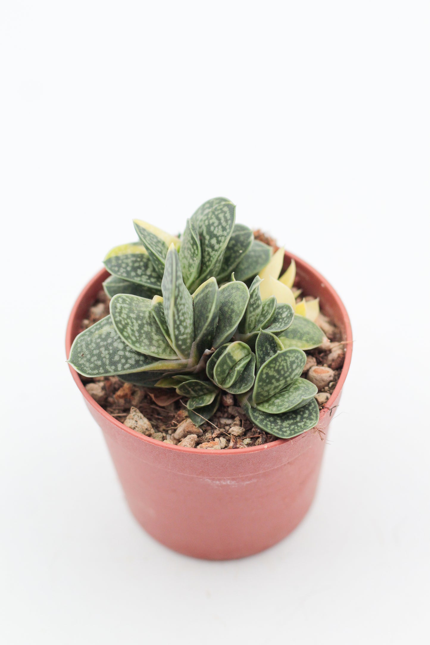 Gasteria gracilis cv. Variegata Yellow