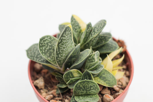 Gasteria gracilis cv. Variegata Yellow