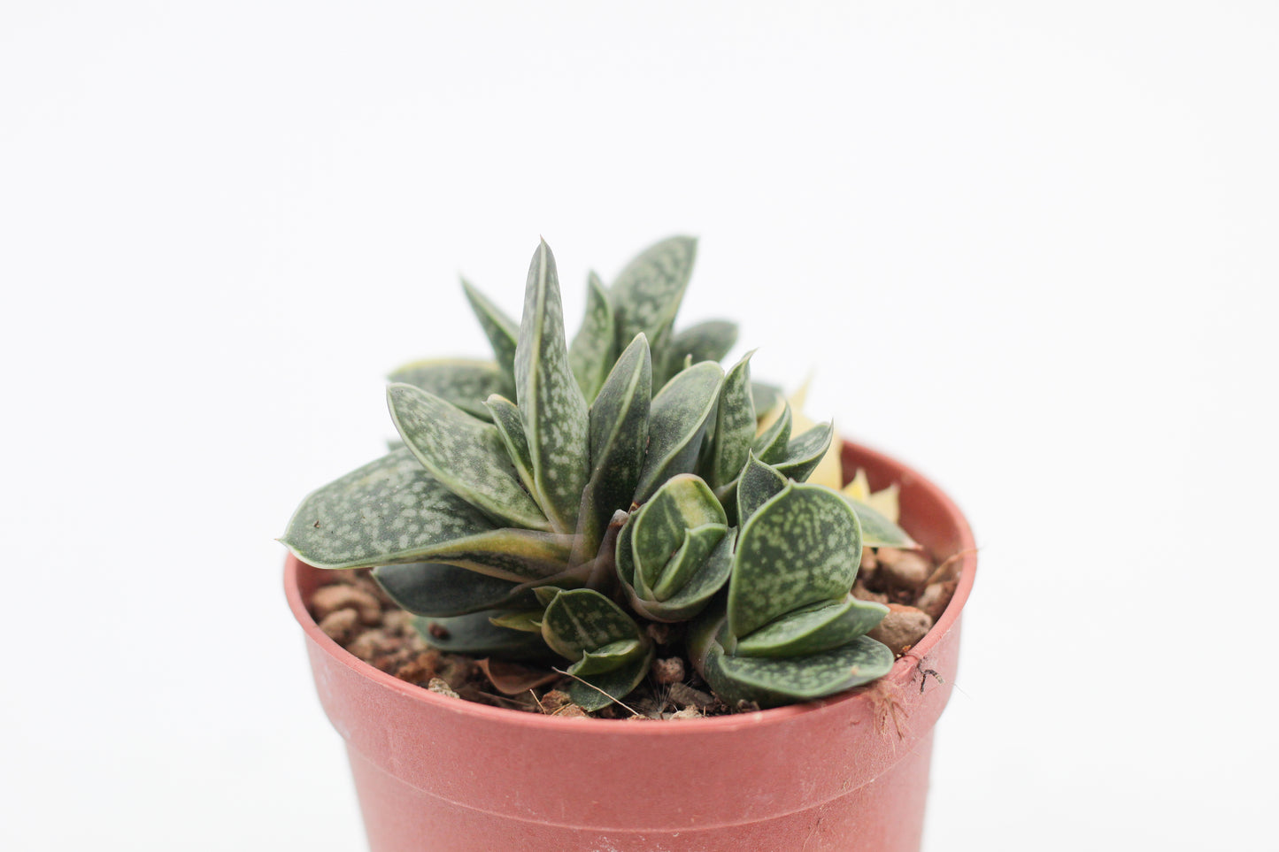 Gasteria gracilis cv. Variegata Yellow