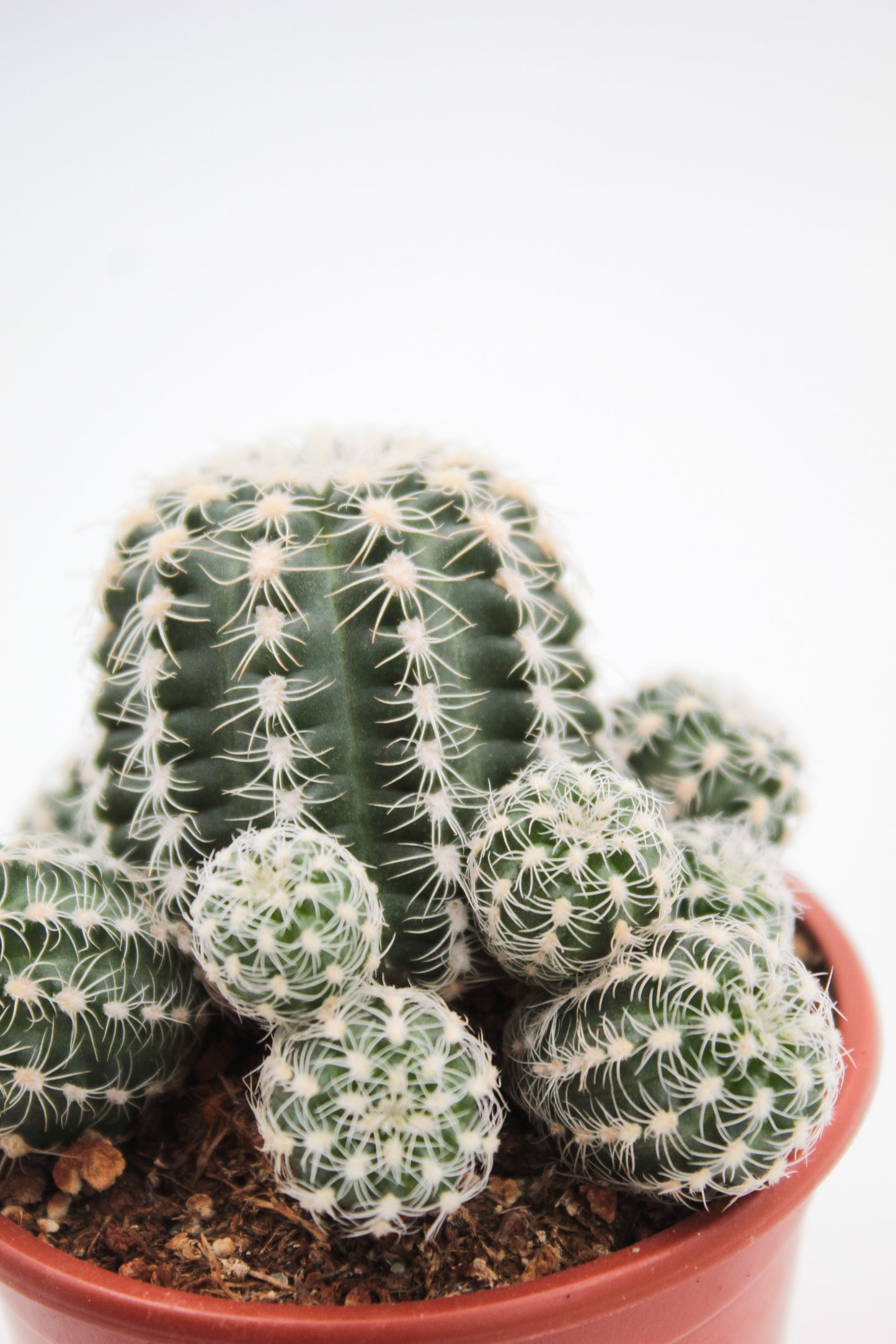 Gymnocalycium bruchii