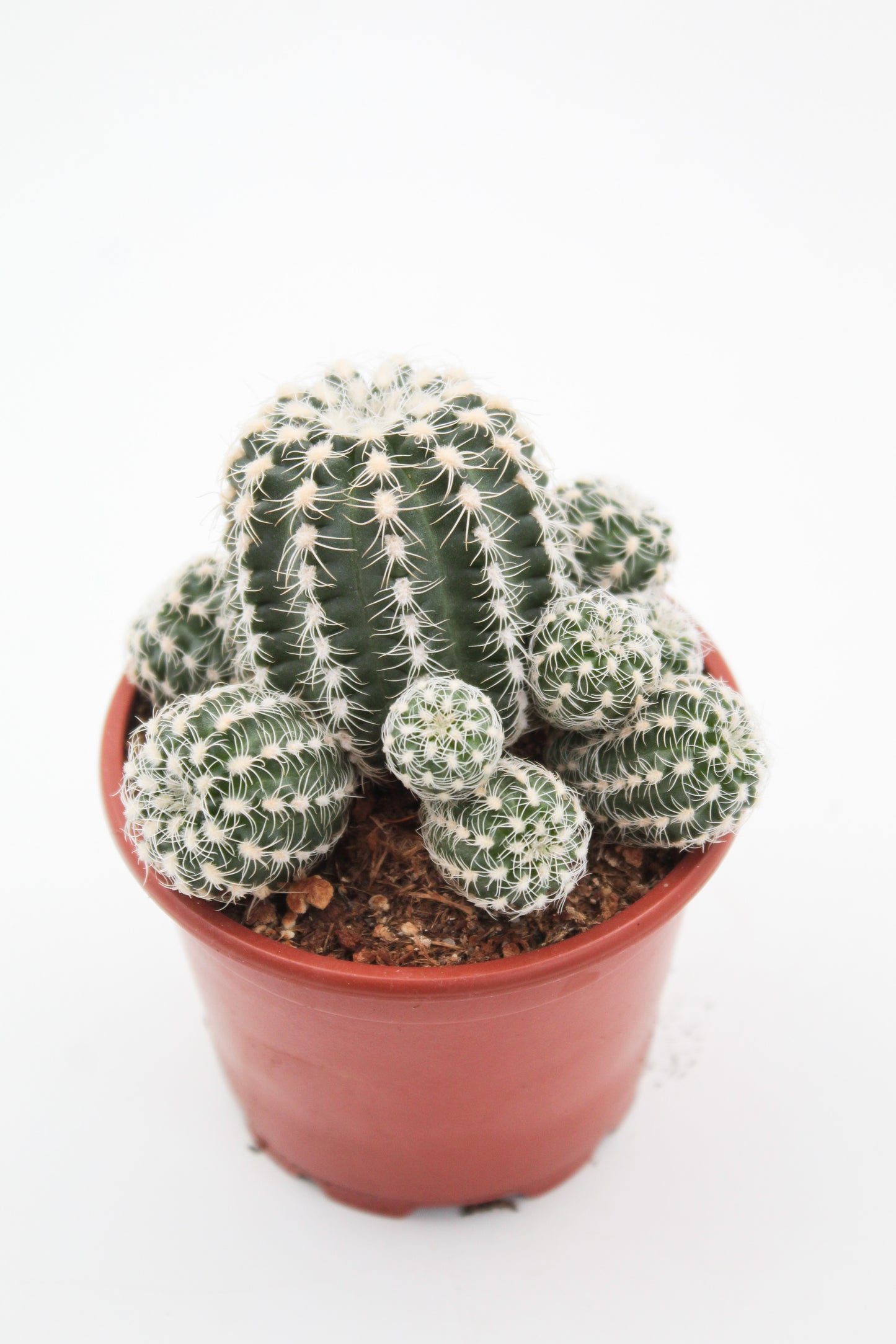 Gymnocalycium bruchii