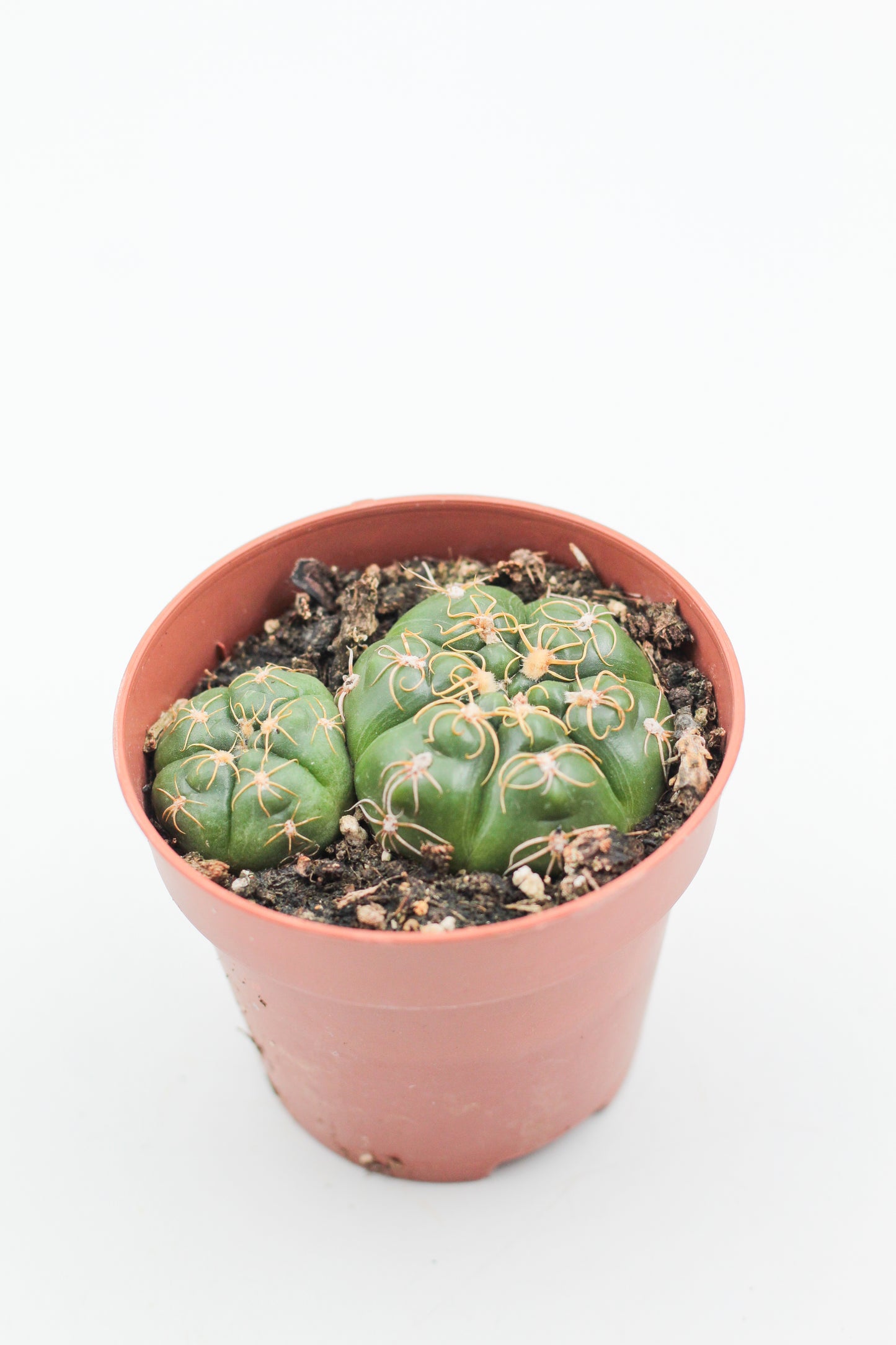 Gymnocalycium denudatum