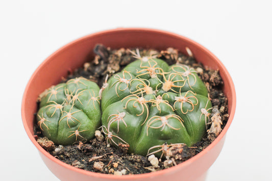 Gymnocalycium denudatum