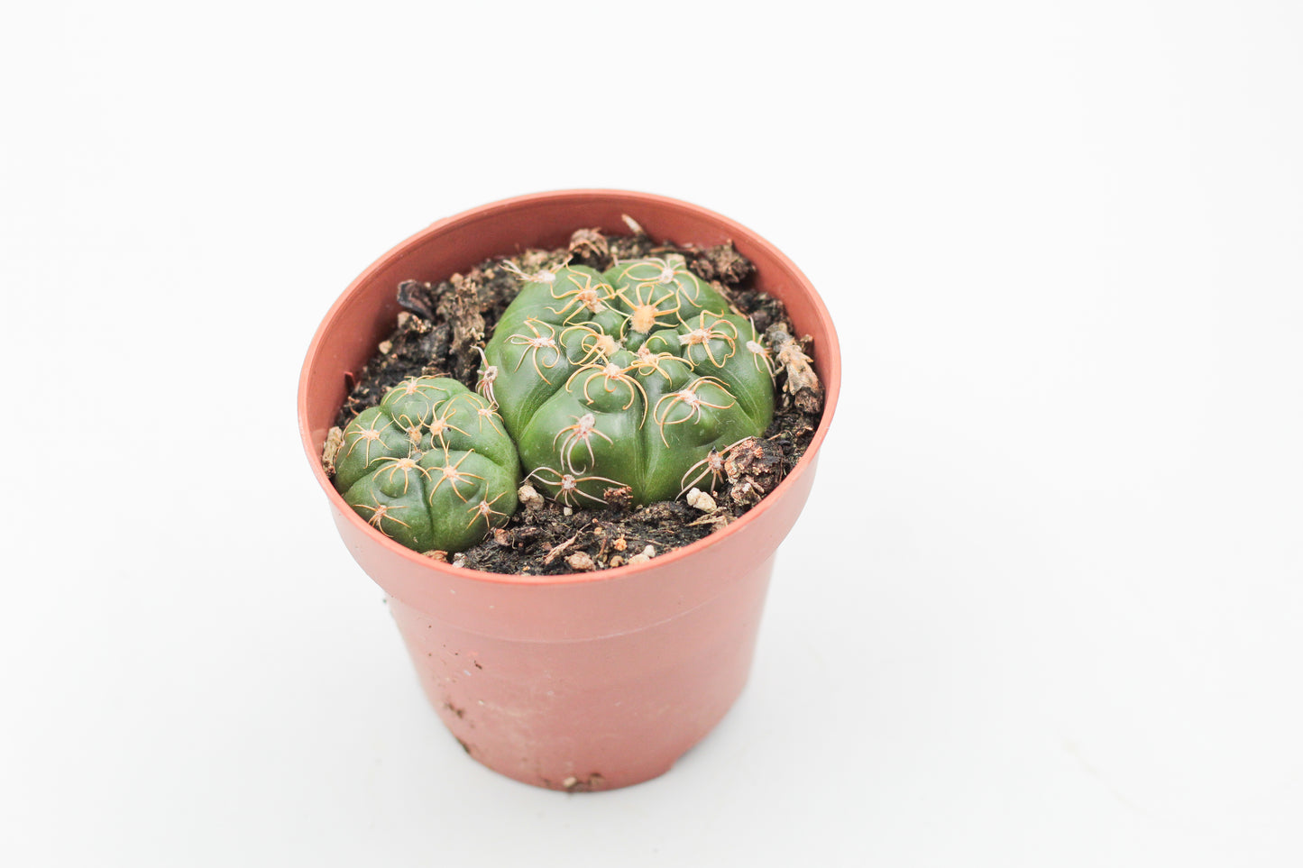 Gymnocalycium denudatum