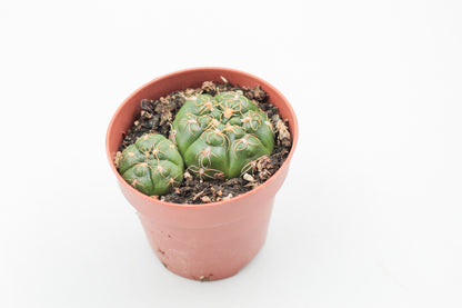 Gymnocalycium denudatum