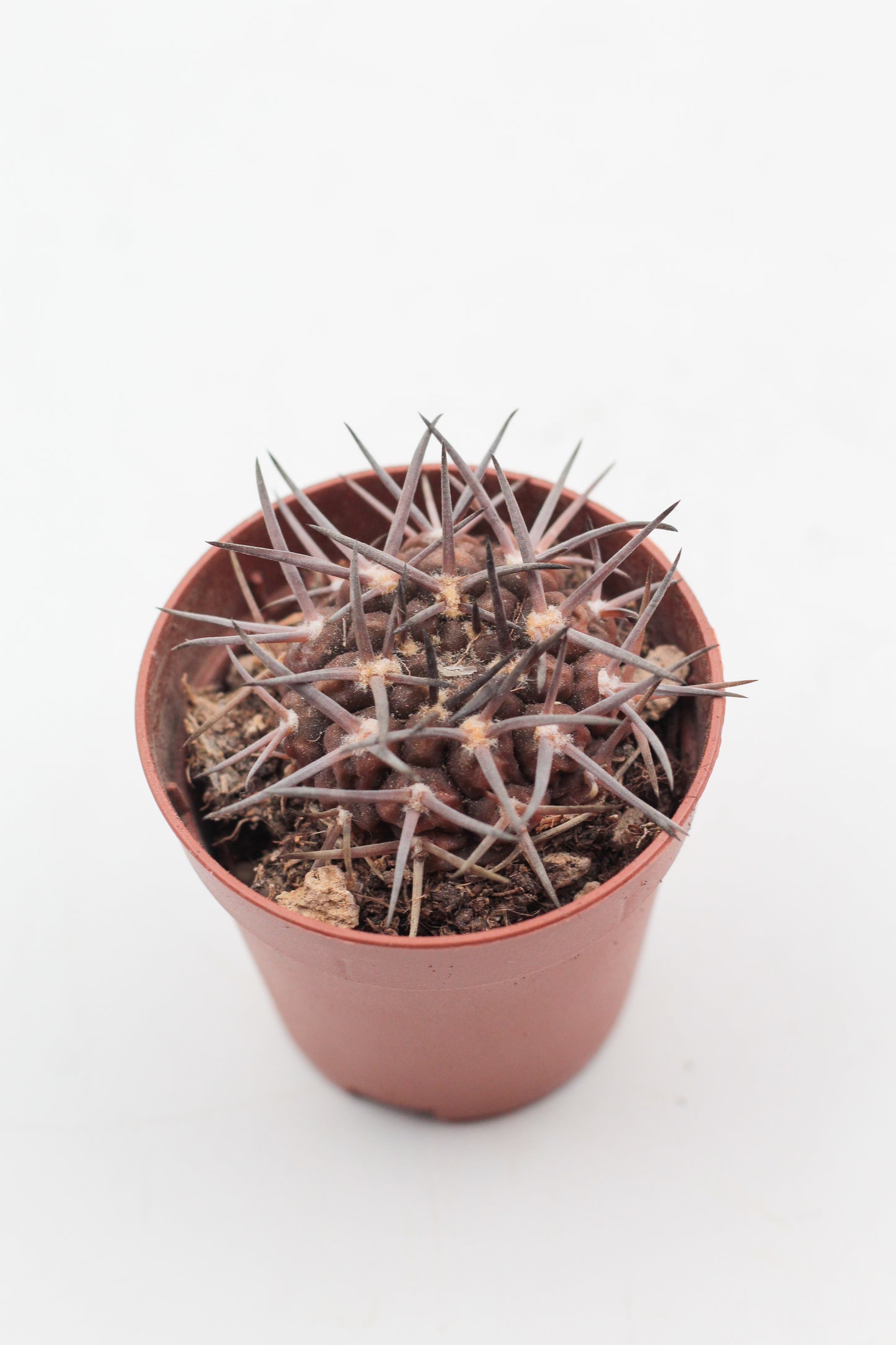 Gymnocalycium gibbosum subs. borthii