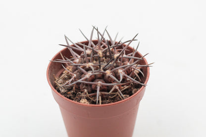 Gymnocalycium gibbosum subs. borthii