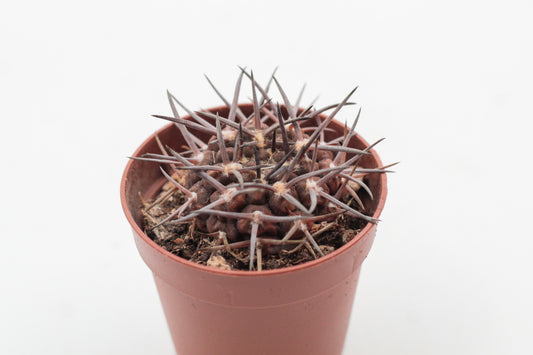 Gymnocalycium gibbosum subs. borthii