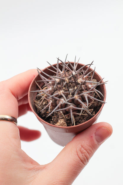 Gymnocalycium gibbosum subs. borthii