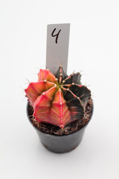 Gymnocalycium mihanovichii variegata Thai hybrid