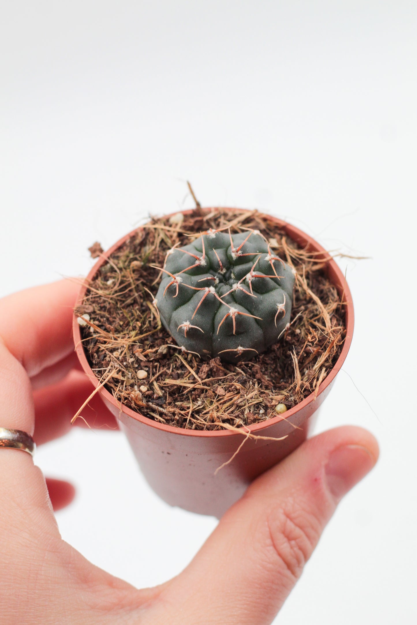 Gymnocalycium stellatum var. paucispinum