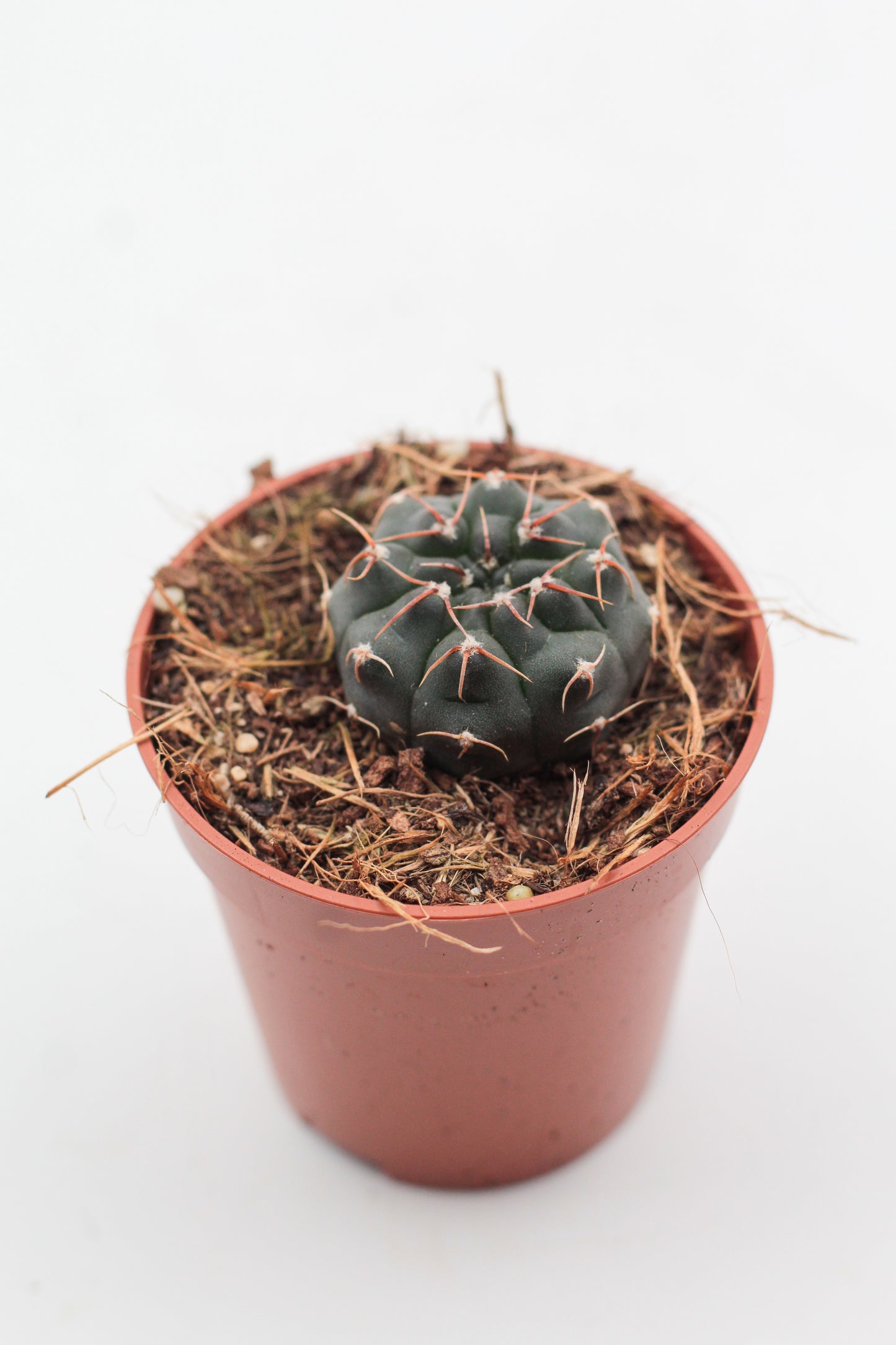 Gymnocalycium stellatum var. paucispinum