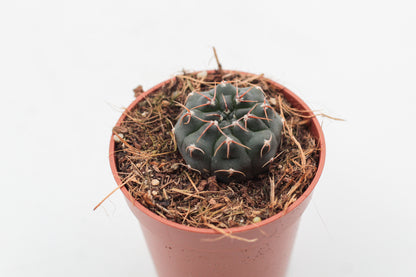 Gymnocalycium stellatum var. paucispinum