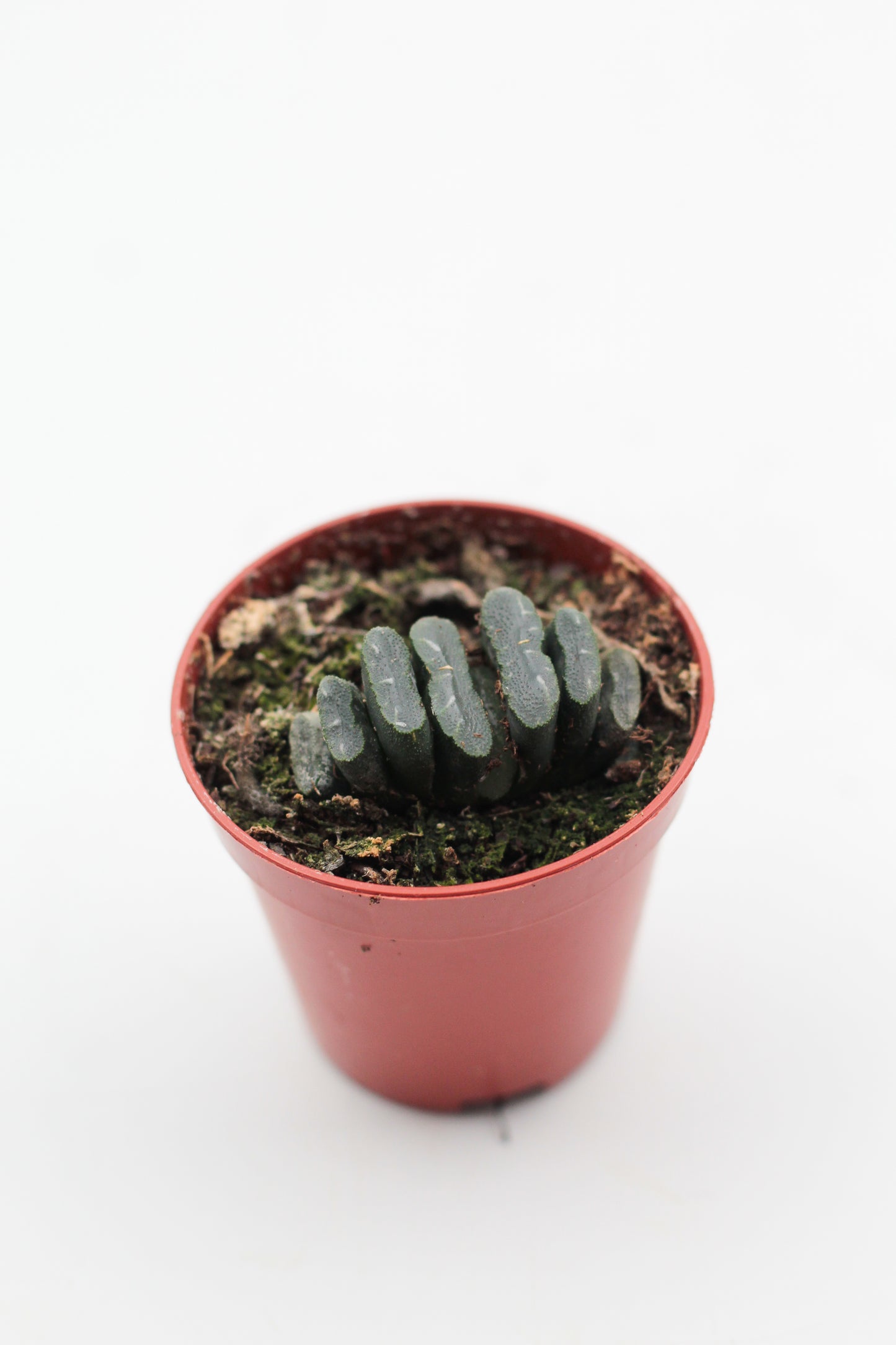 Haworthia truncata