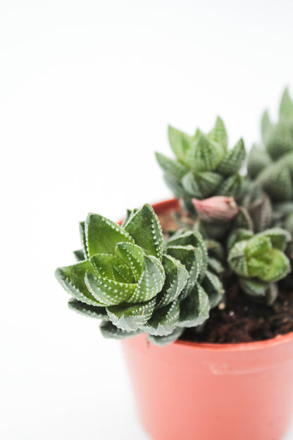 Haworthia reinwardtii