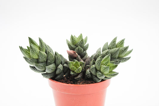 Haworthia reinwardtii