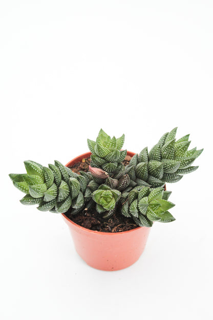 Haworthia reinwardtii